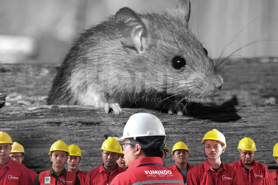 jasa pembasmi tikus