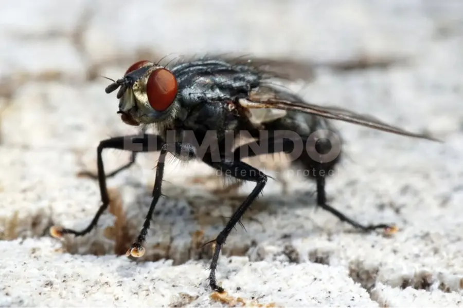 Jenis Lalat yang Berbahaya