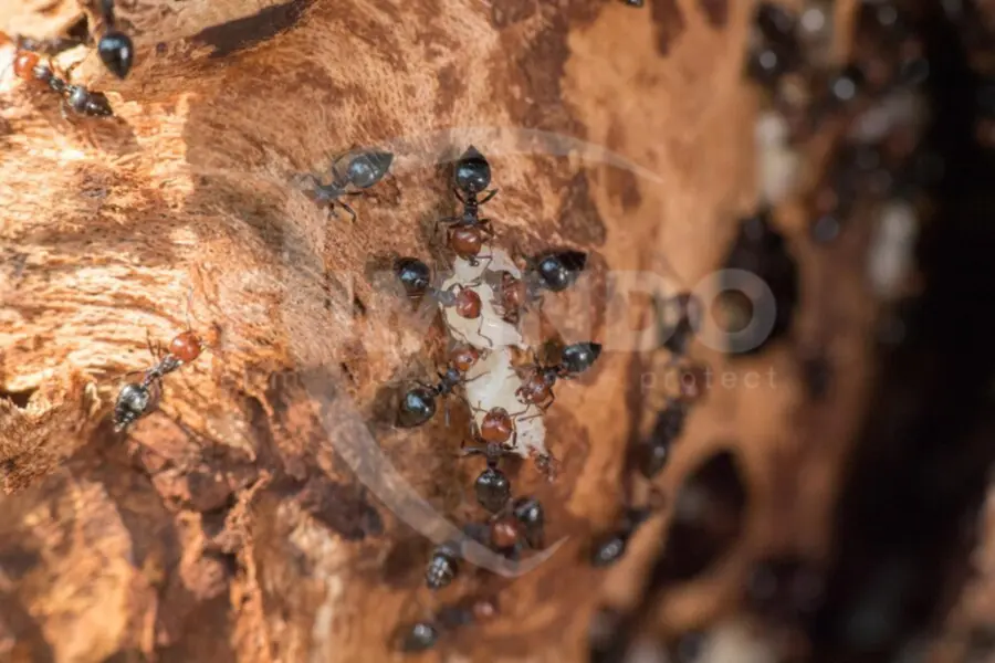 Pengendalian Serangga