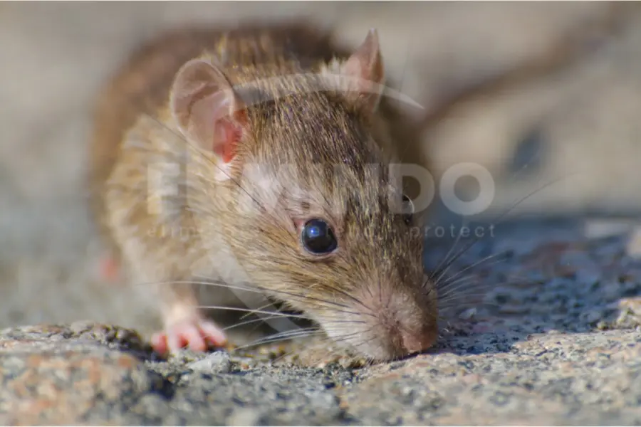 Rodentisida Adalah