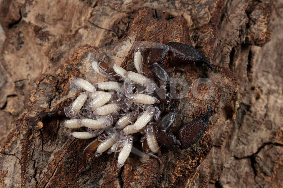 Termite Control