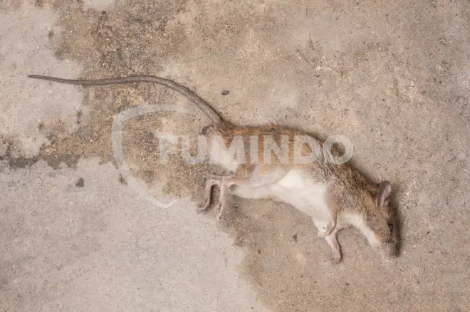 pembasmi tikus got