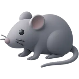 tikus