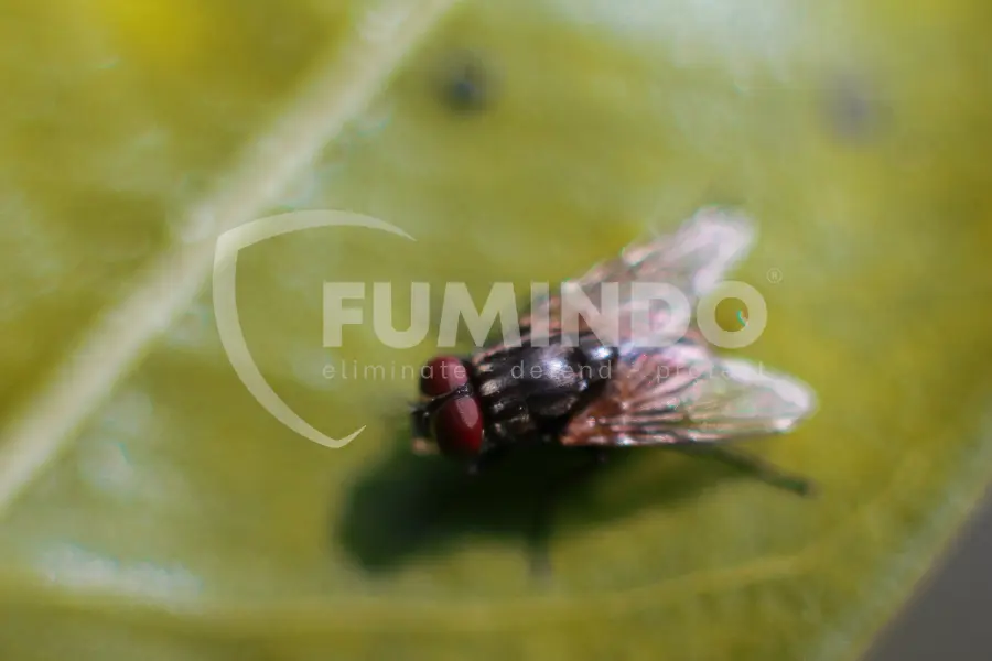 cara mengatasi telur lalat yang termakan