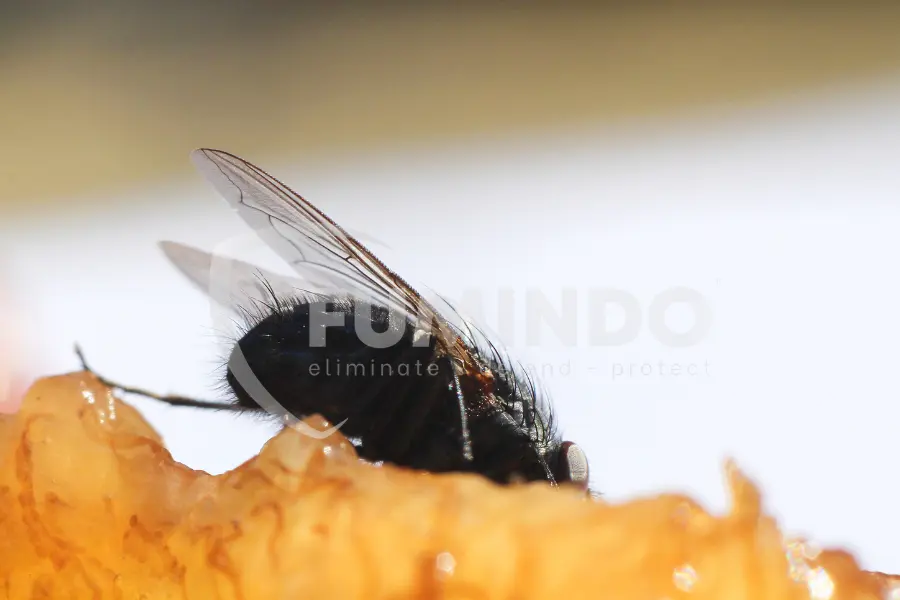 cara menghilangkan telur lalat pada makanan