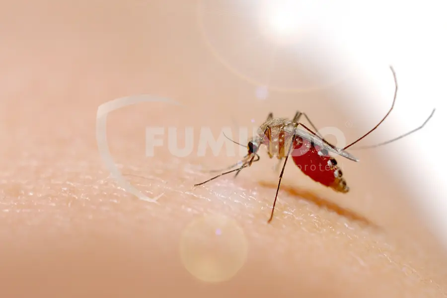 ciri ciri nyamuk malaria