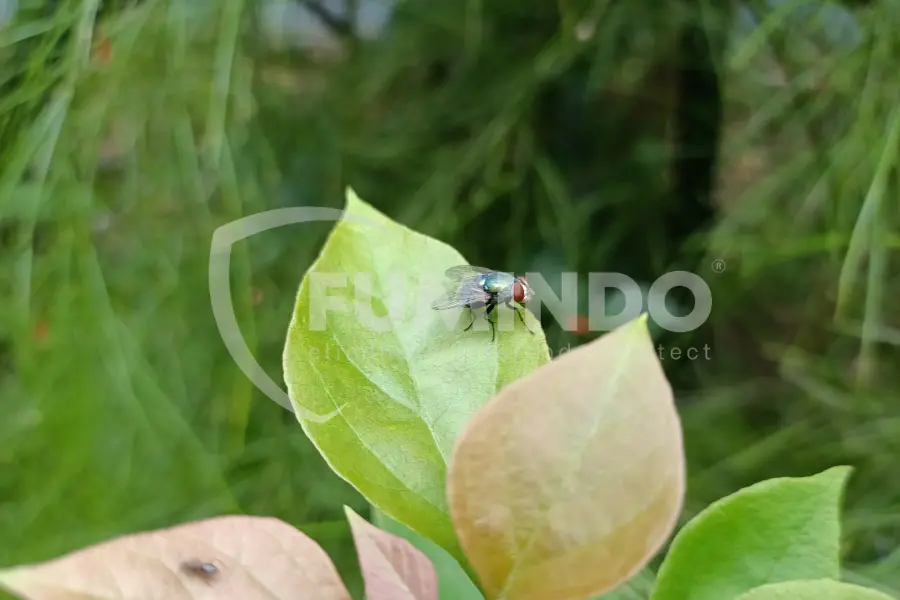 larva lalat tts