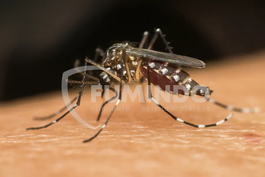 nyamuk dbd seperti apa