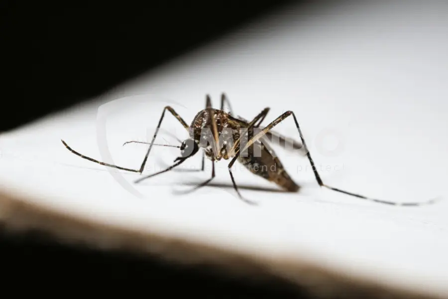 nyamuk penyebab malaria