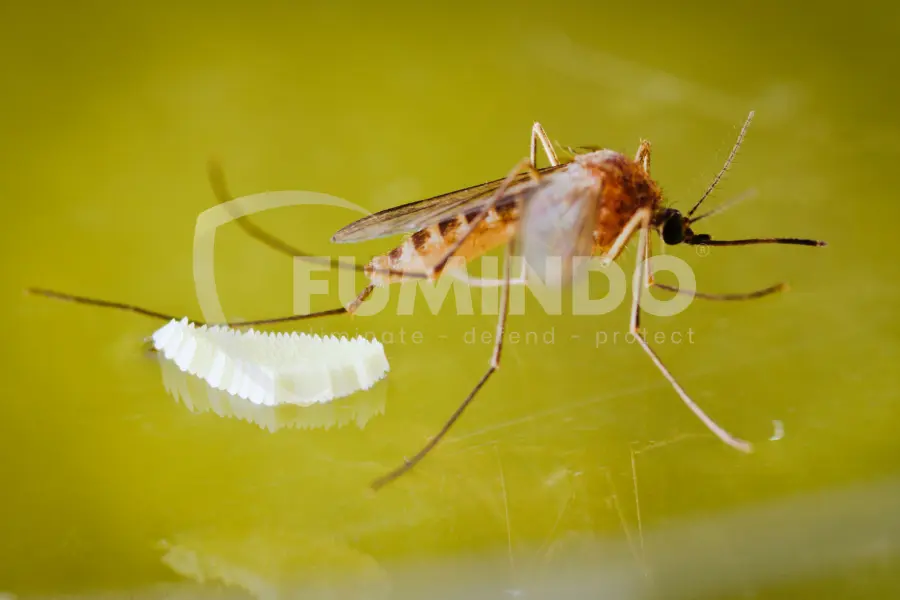 tahapan metamorfosis nyamuk