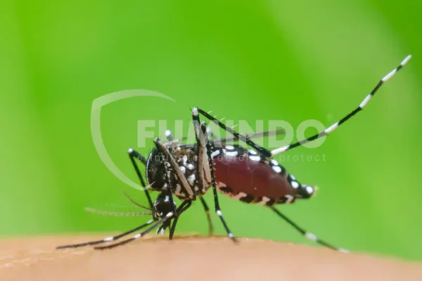 aedes-aegypti-adalah