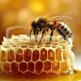 apakah lebah madu menyengat