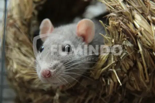 aroma yang disukai tikus