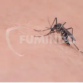 banyak nyamuk di rumah pertanda apa