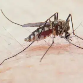 banyak nyamuk di rumah