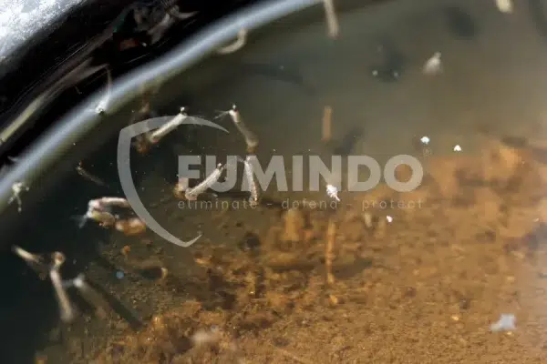 cara membunuh rayap di kayu