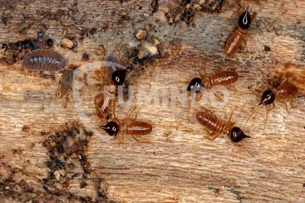 cara mengatasi rayap