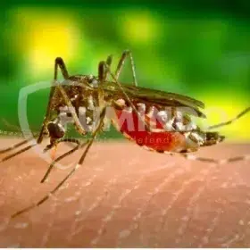 ciri nyamuk aedes aegypti