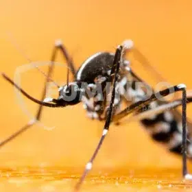 ciri2 nyamuk aedes aegypti