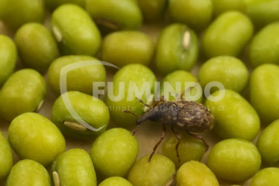 hama gudang kacang hijau
