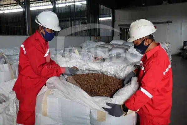 jagung dan hama gudang