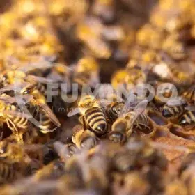 jenis - jenis lebah madu