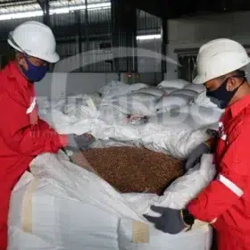 jenis-jenis serangga hama di gudang bahan pakan