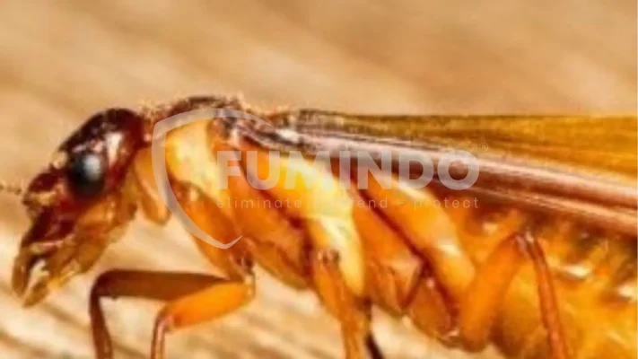 kenapa-banyak-laron-di-rumah