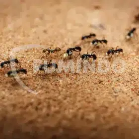 kenapa banyak semut di rumah