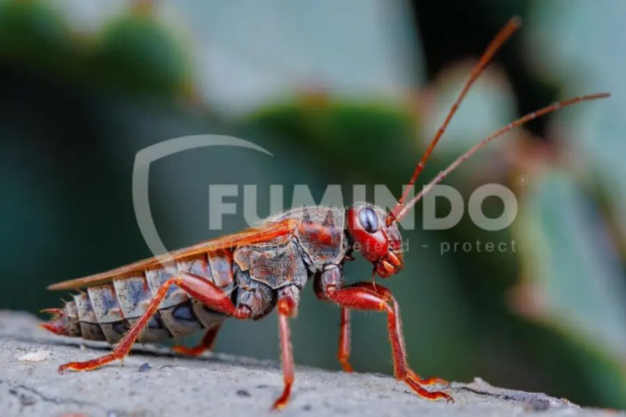 metode kontak pada hama gudang tribolium sp