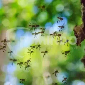 nama tumbuhan pemakan serangga