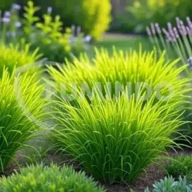 tumbuhan pemakan serangga disebut