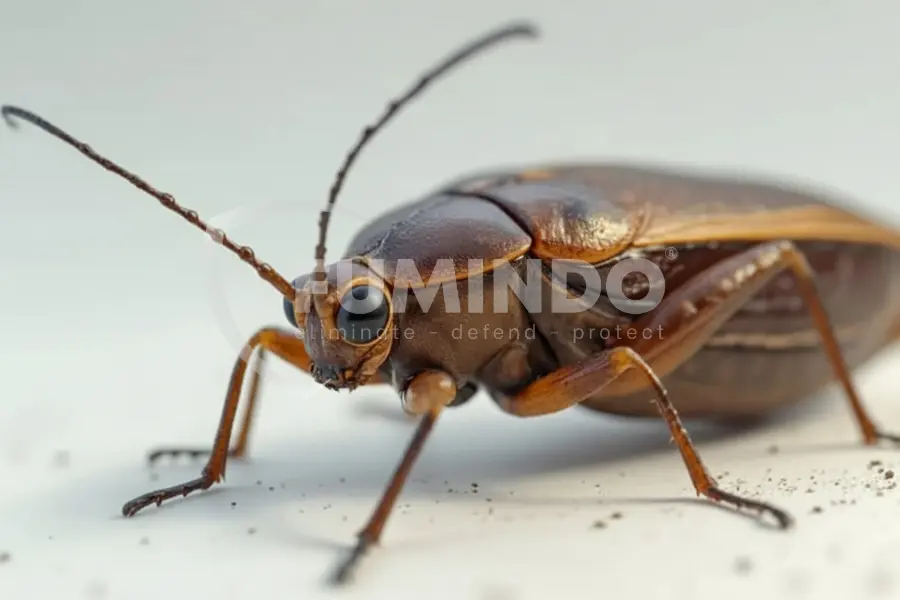 water bug