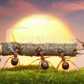 cara mengeluarkan semut dalam telinga