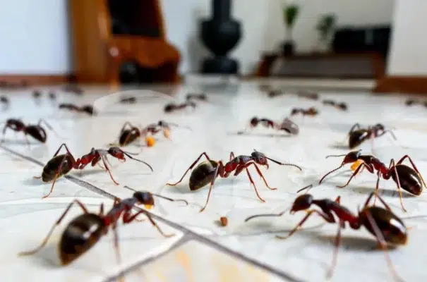 cara menghilangkan semut di keramik