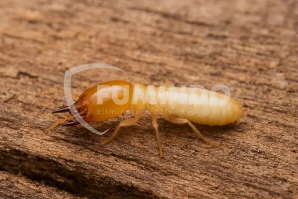 coptotermes acinaciformis hama gudang