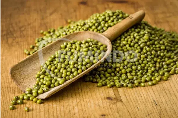 hama gudang pada kacang hijau