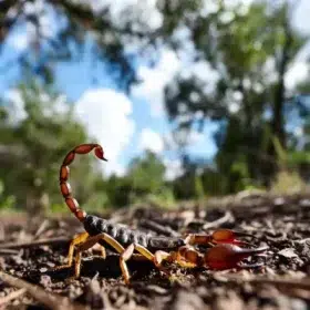 hewan sejenis kalajengking