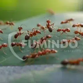 jenis semut berbahaya