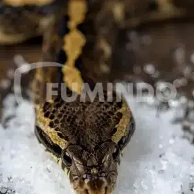 mengusir ular dengan garam