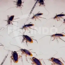 morfologi kecoa periplaneta americana