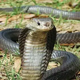 pengusir ular berbisa