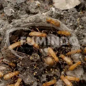 penyebab banyak laron di rumah