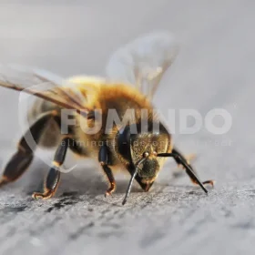 peran tawon dalam ekosistem