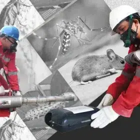 pest control maintenance