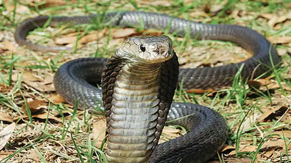 ular sendok jawa