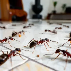 cara agar semut tidak masuk rumah