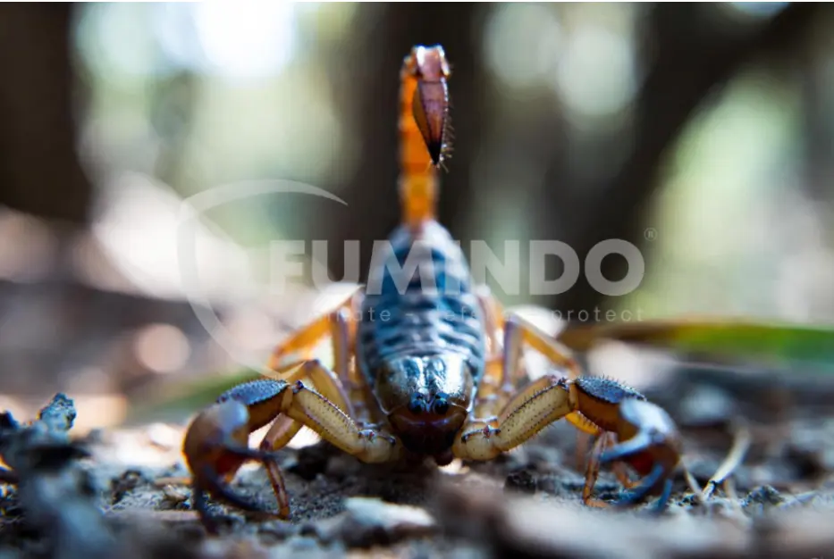 apakah kalajengking termasuk serangga