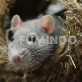 aroma yang dibenci tikus