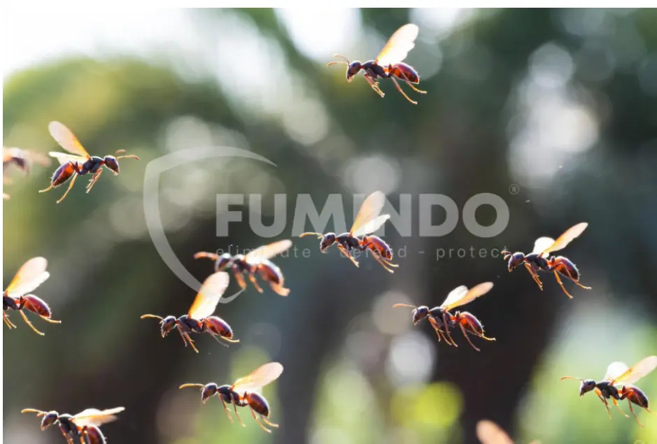 semut yang bisa terbang